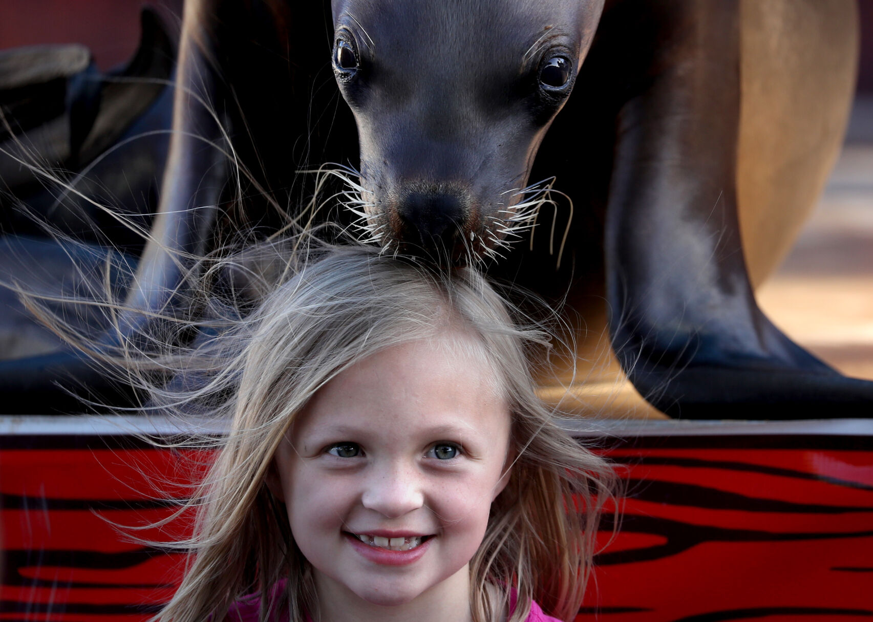 Pima County Fair